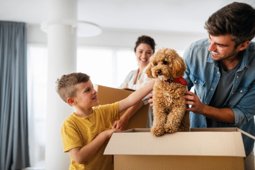 moving pets safely in India