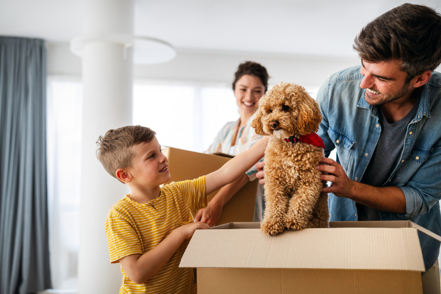 moving pets safely in India